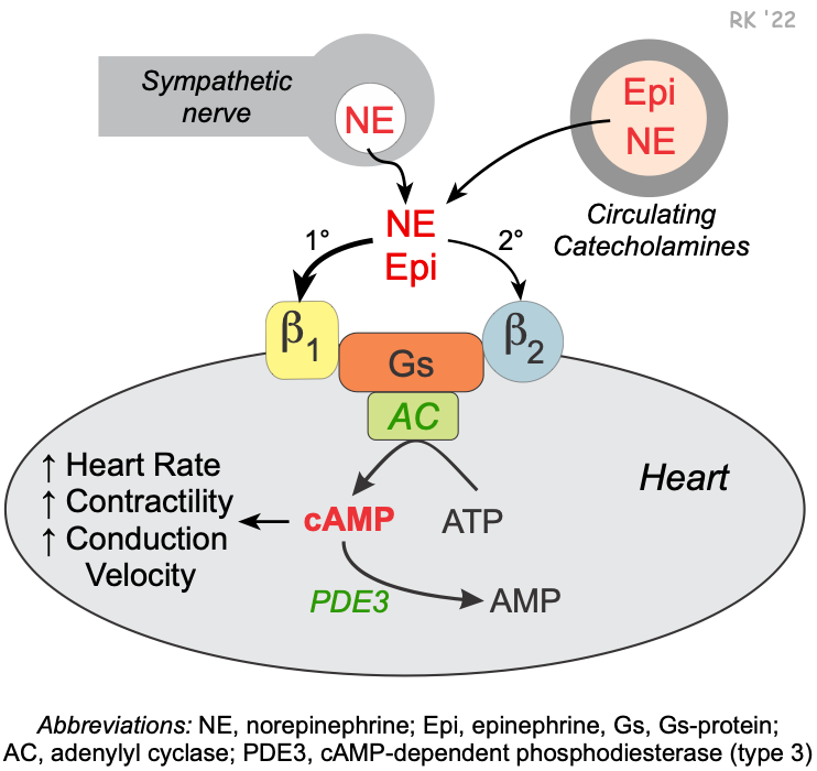 Cardiac beta receptors